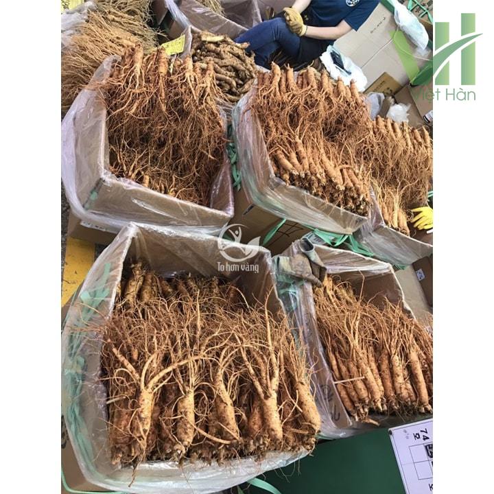 Sâm tươi Hàn Quốc 14 củ 700 gram loại 1 được nhập khẩu trực tiếp từ các trang trại trông sâm Hàn Quốc